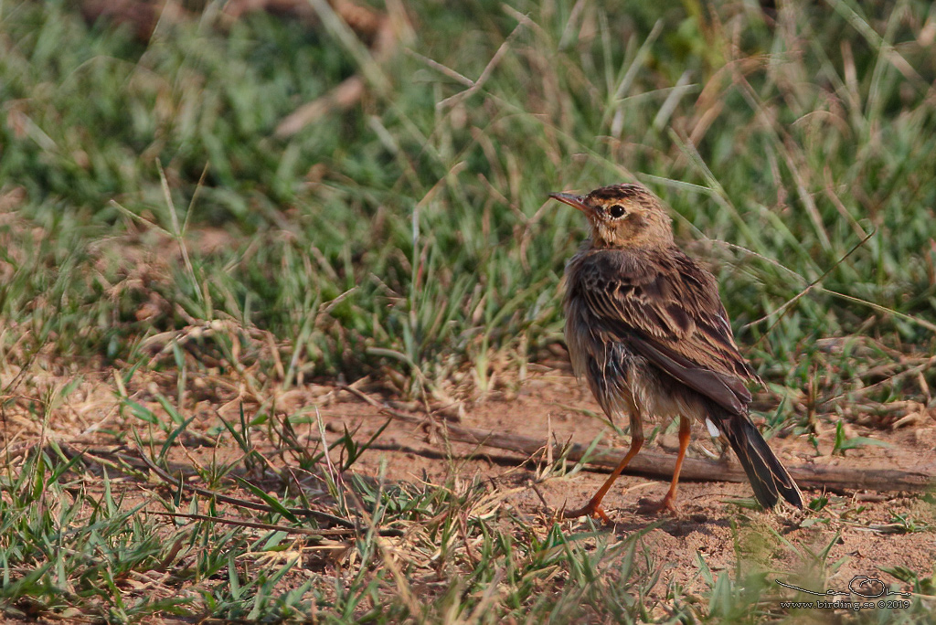 RICHARD'S PIPIT (Anthus richardi) - Stäng / close